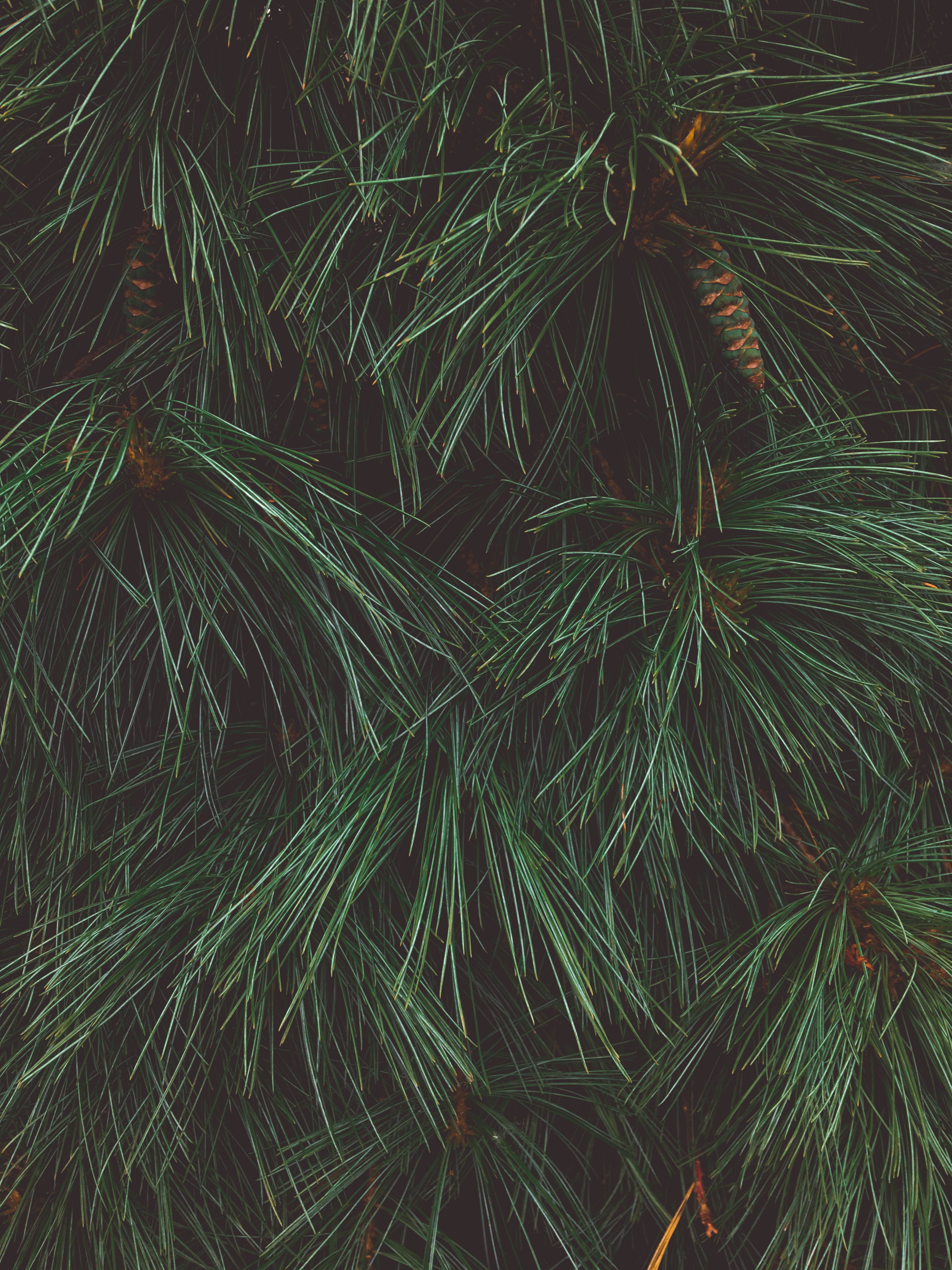 files/close-up-of-a-pine-tree-showing-texture-of-pine-needles.jpg